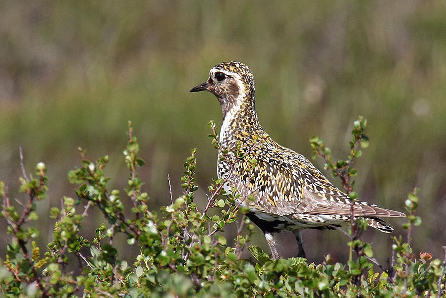 Golden Plover Photograph by Dreamland Media - Fine Art America