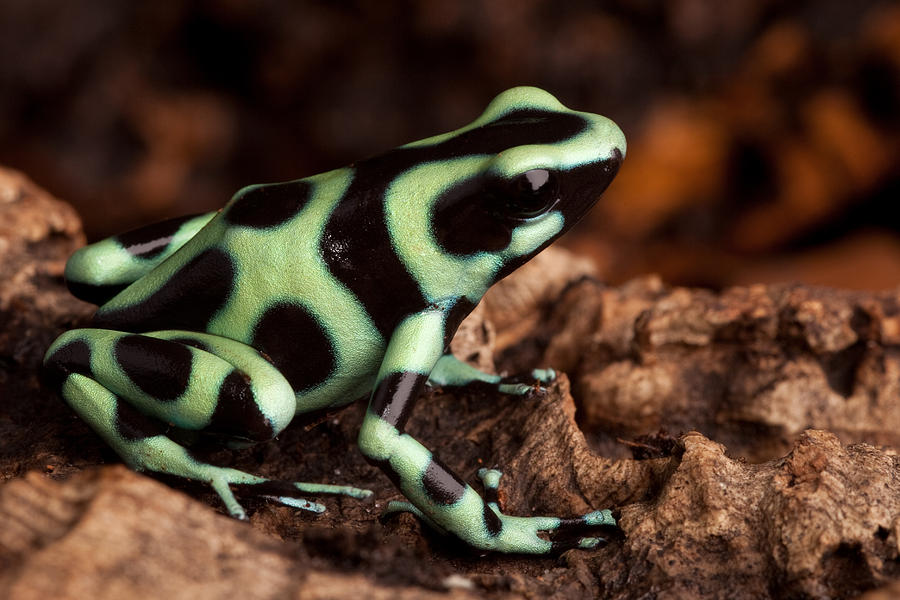 Golden Poison Frog