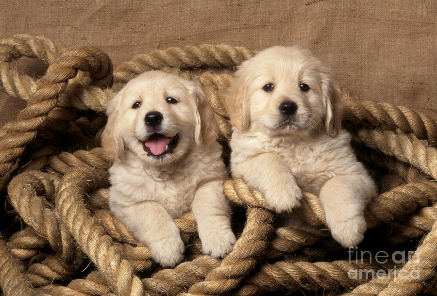 Golden Retriever Puppies #2 Photograph by John Daniels