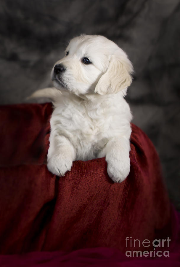 Dog Photograph - Golden retriever puppy #2 by Ang El
