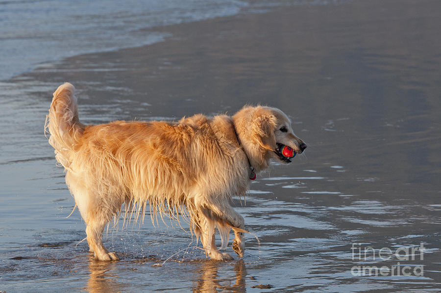 Nature Photograph - Golden Retriever #2 by William H. Mullins