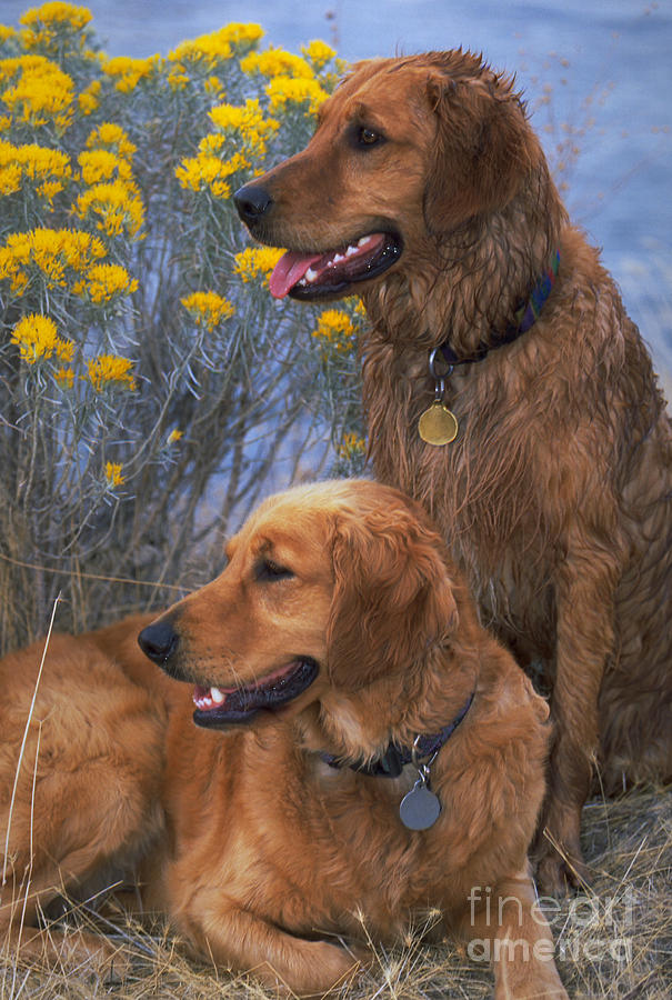 Golden Retrievers #2 Photograph by William H. Mullins