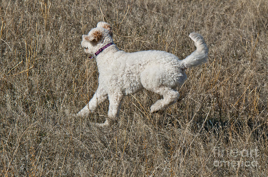 Nature Photograph - Goldendoodle Running #2 by William H. Mullins