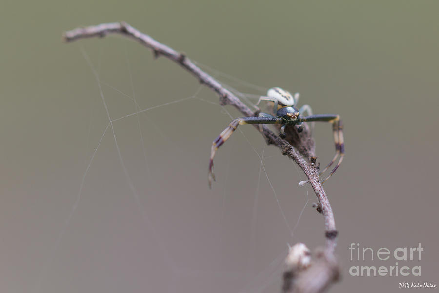Goldenrod Crab Spider Male Photograph by Jivko Nakev