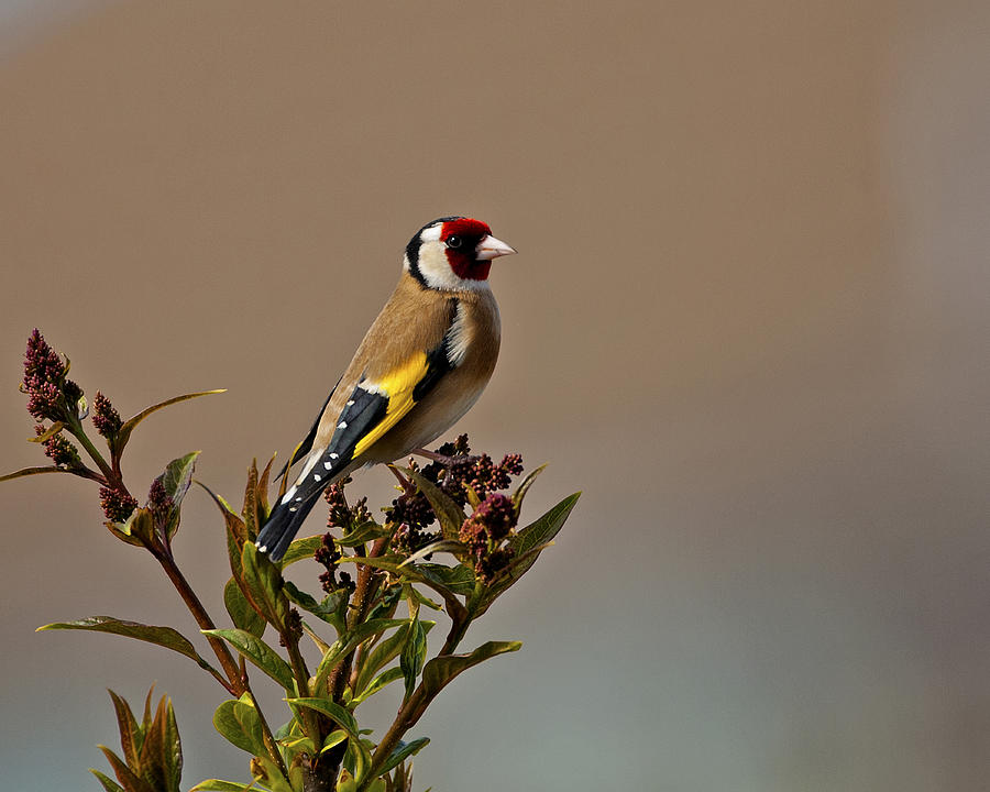 Bird Photograph - Goldfinch #2 by Paul Scoullar