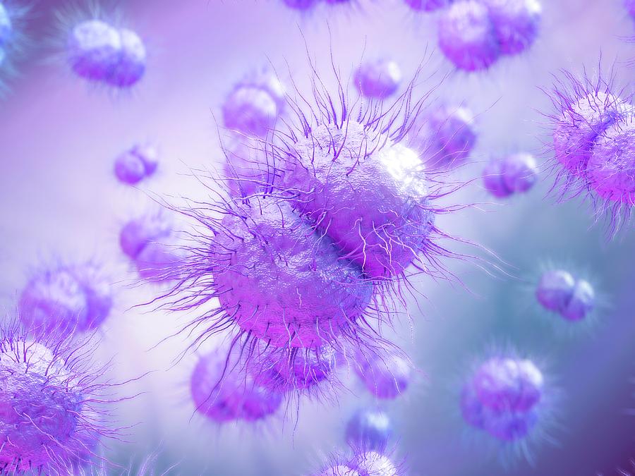 Gonorrhoea Bacteria Photograph by Maurizio De Angelis - Fine Art America