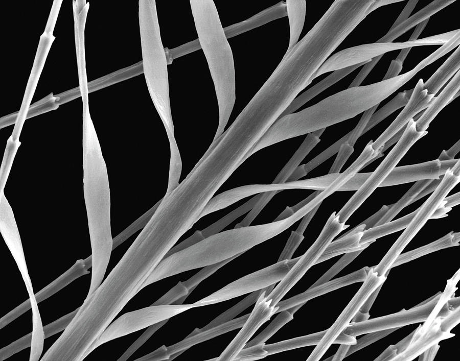 Goose Down Feather Barb And Barbule Tips #2 Photograph by Dennis Kunkel Microscopy/science Photo Library