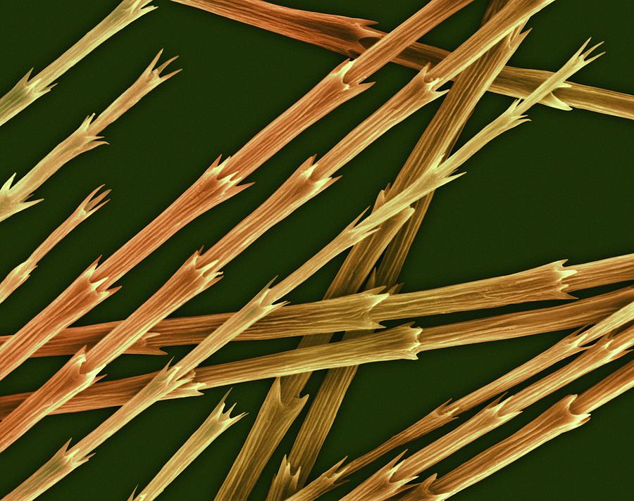 Goose Down Feather Barbules And Tips #2 Photograph by Dennis Kunkel Microscopy/science Photo Library