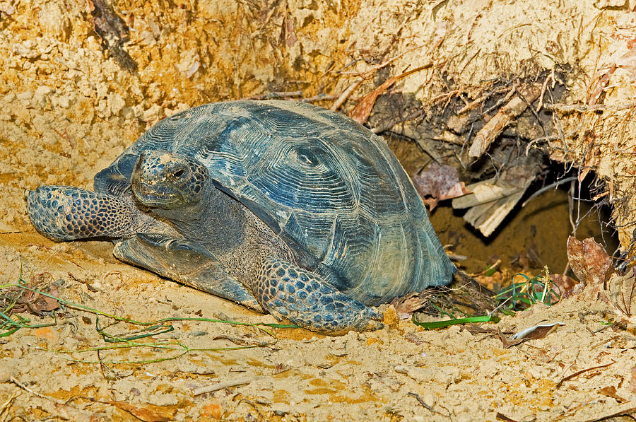 Gopher Tortoise In Burrow #2 Photograph by Millard H. Sharp