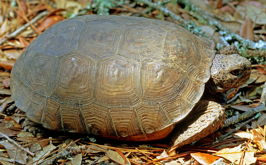 Gopher Tortoise Photograph by Millard H. Sharp - Fine Art America