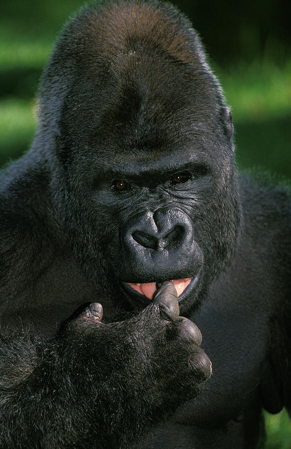 Gorille De Plaine Gorilla Gorilla Photograph by Gerard Lacz - Fine Art ...