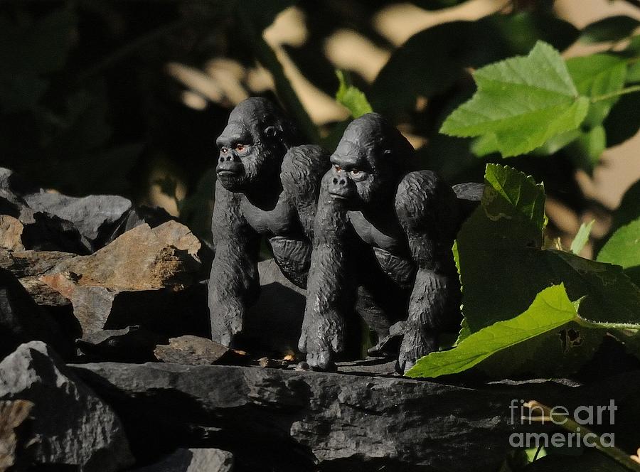 Gorillas #1 Photograph by Marc Bittan