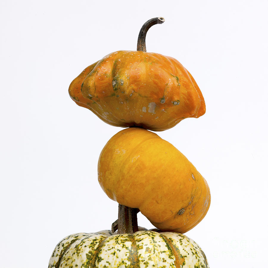 Pumpkin Photograph - Gourds and pumpkins #2 by Bernard Jaubert