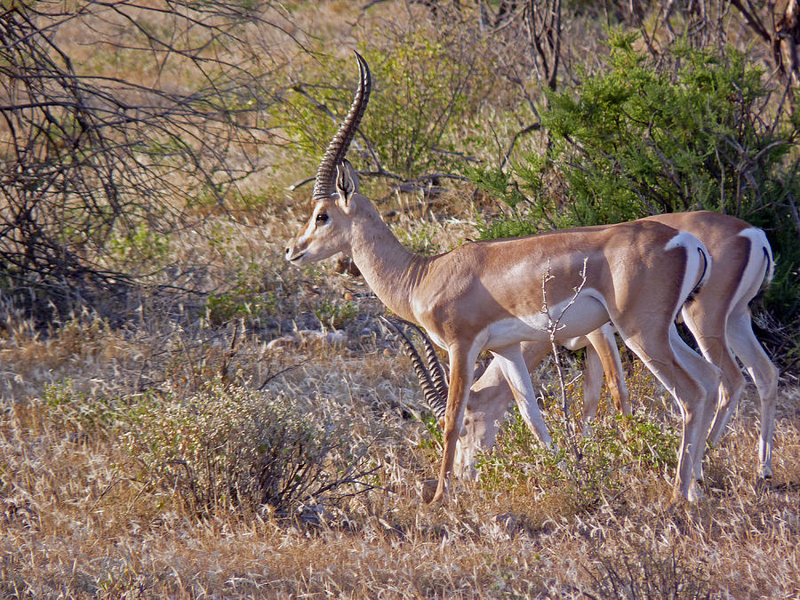 Grants Gazelle #2 Photograph by Tony Murtagh