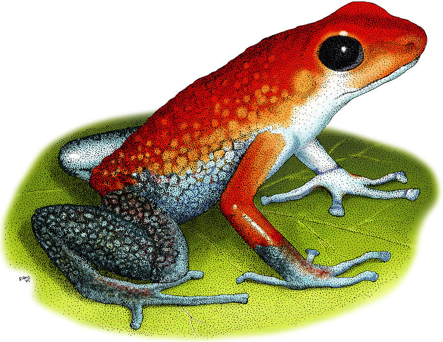 Granular Poison Dart Frog #2 Photograph by Roger Hall