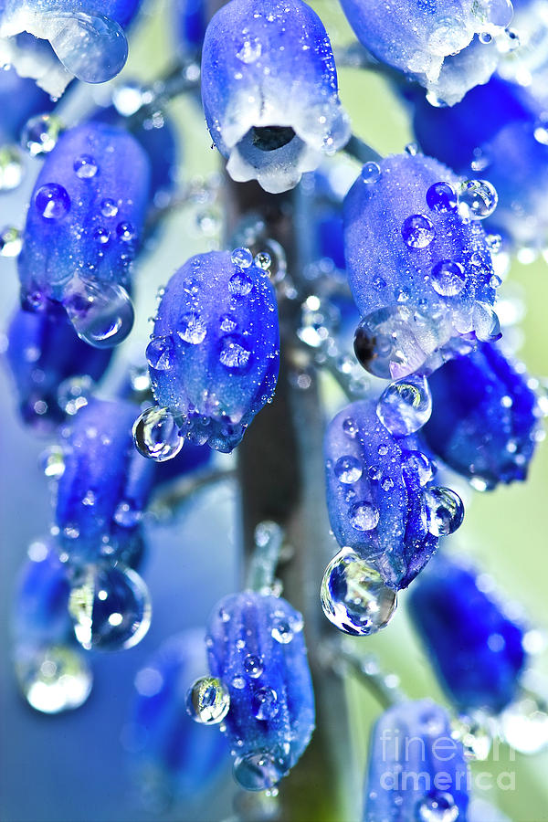 Grape hyacinth muscari after the shower Photograph by Heiko Koehrer-Wagner