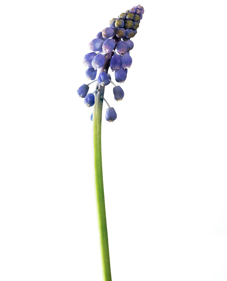 Grape Hyacinth (muscari Armeniacum) #2 Photograph by Derek Lomas / Science Photo Library