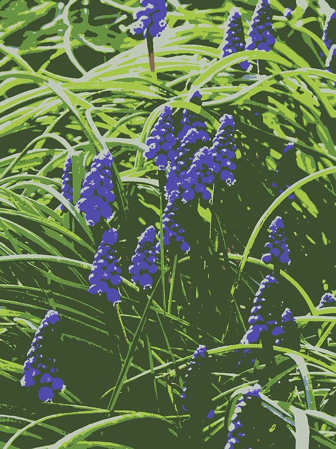 Grape Photograph - Grape Hyacinth #2 by Rachel Vdolek