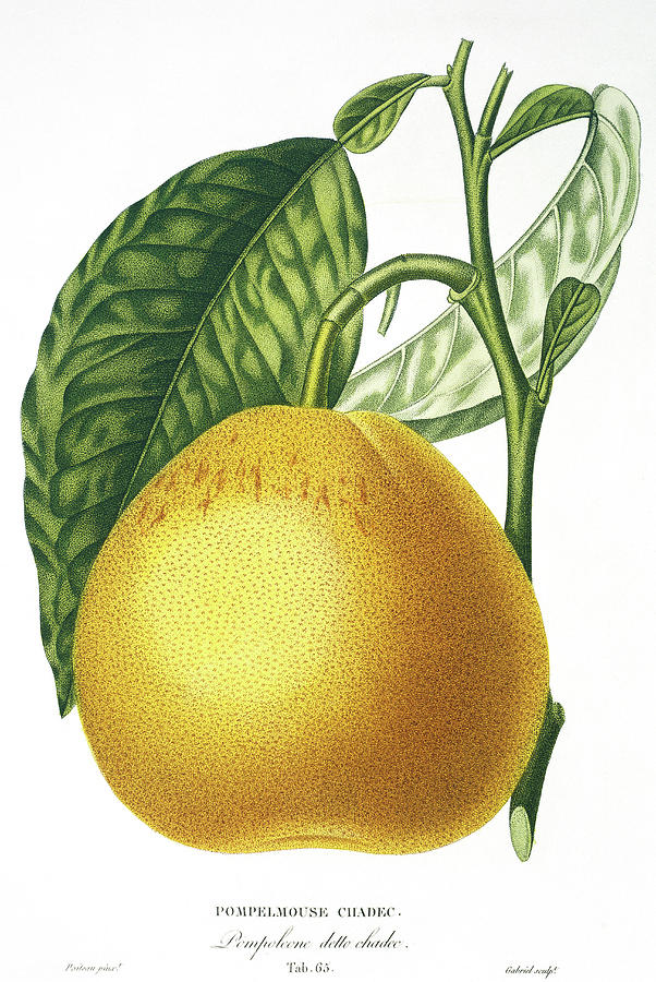 Nature Photograph - Grapefruit #2 by Natural History Museum, London/science Photo Library