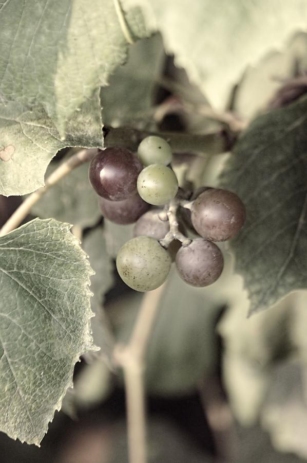 Grapes On The Vine 1 #1 Photograph by Jenny Hudson
