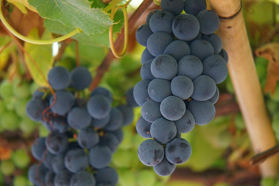 Grape Photograph - Grapes on the vine #2 by Zori Minkova