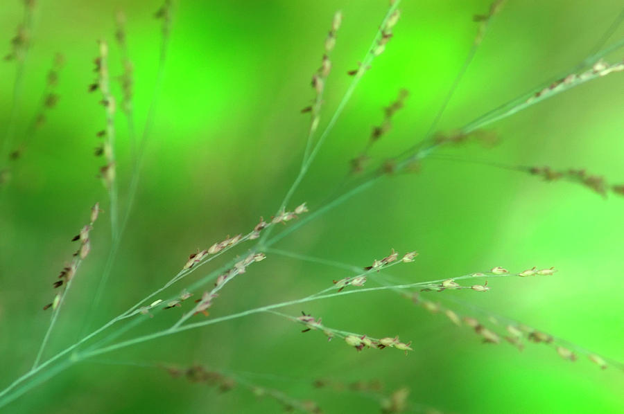 Grass #2 Photograph by Maria Mosolova/science Photo Library