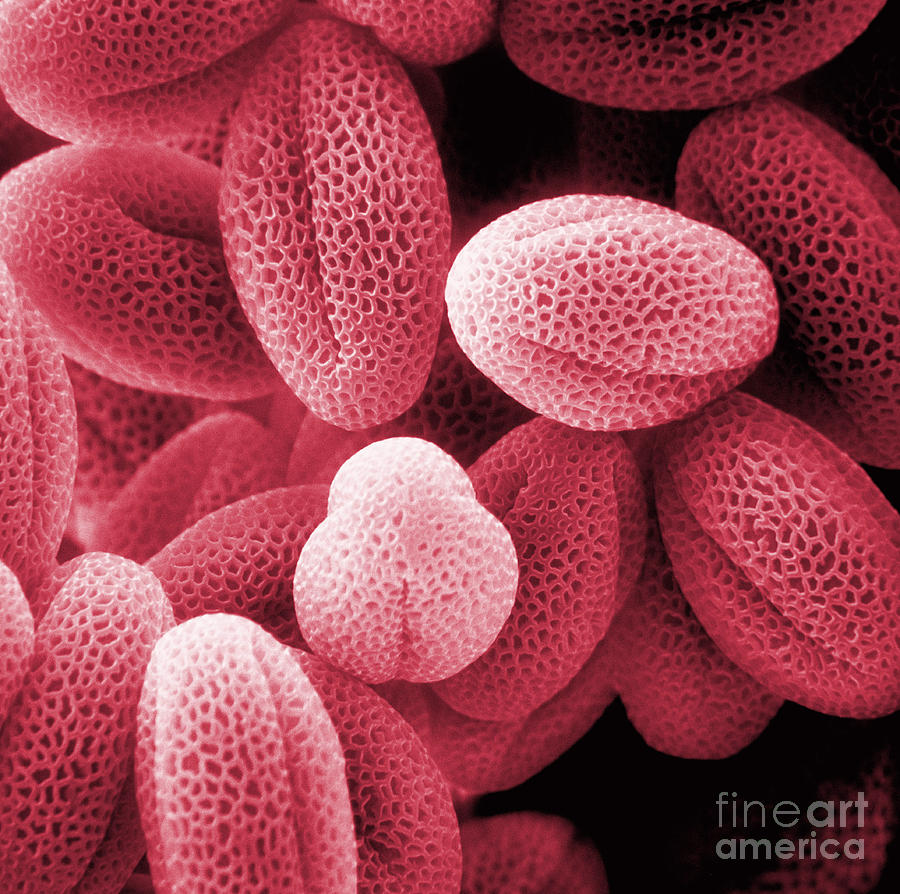 Cell Photograph - Grass Pollen Sem #2 by David M. Phillips