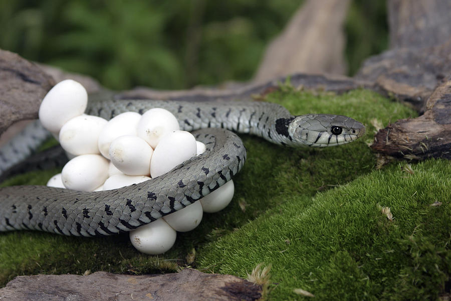 Grass Snake With Eggs #2 Photograph by M. Watson