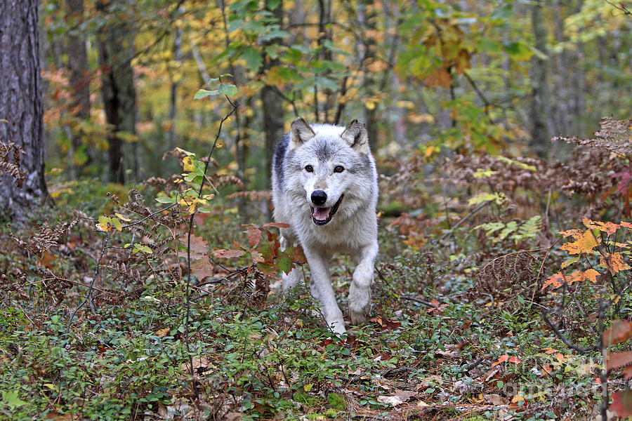 Gray Timber Wolf, Canis Lupus #2 Photograph by M. Watson