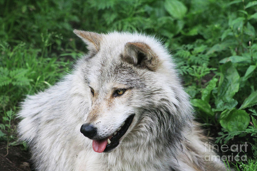 Gray Wolf #2 Photograph by Alyce Taylor
