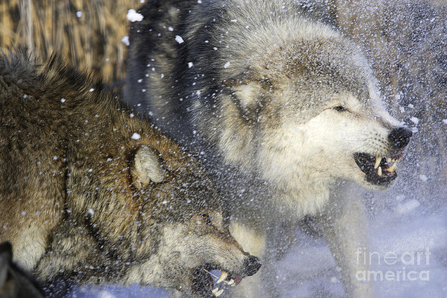 Wildlife Photograph - Gray Wolf, Canis Lupus #2 by M. Watson