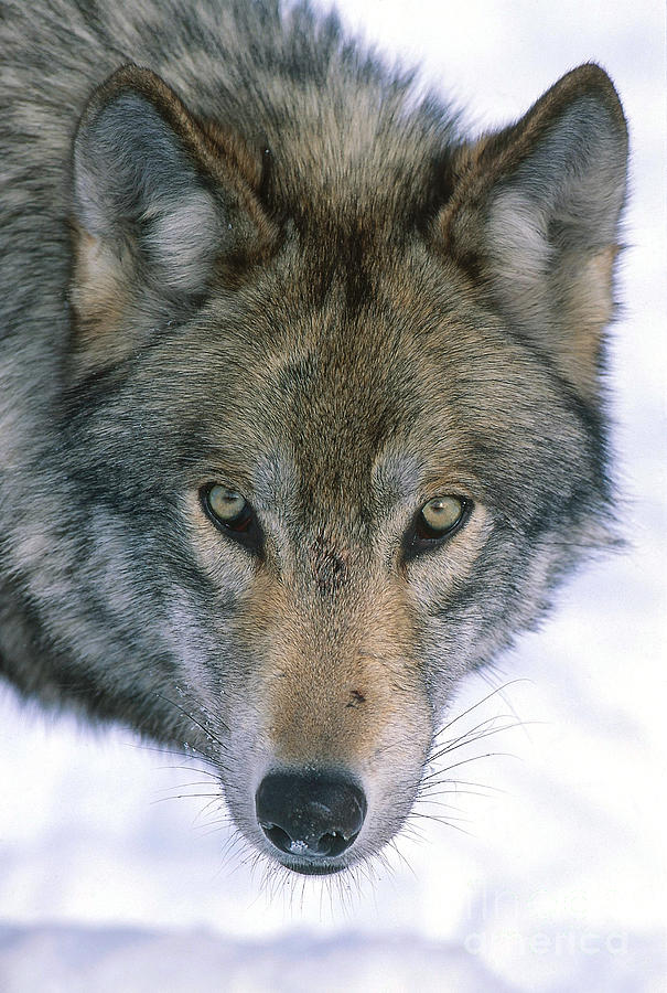 Gray Wolf #2 Photograph by Jeffrey Lepore