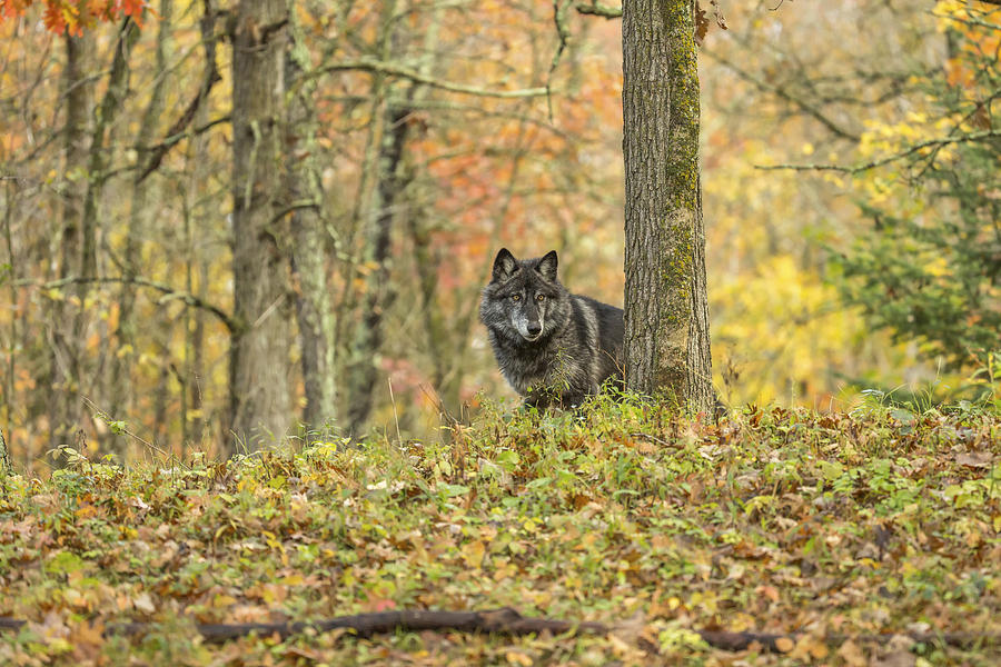 Gray Wolf #2 Photograph by Linda Arndt