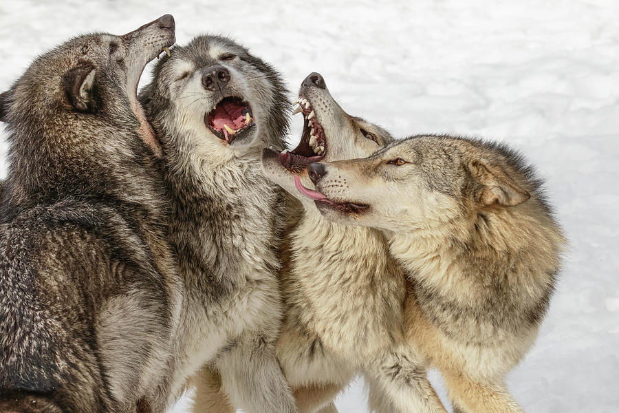 Gray Wolf, Montana Photograph by Adam Jones