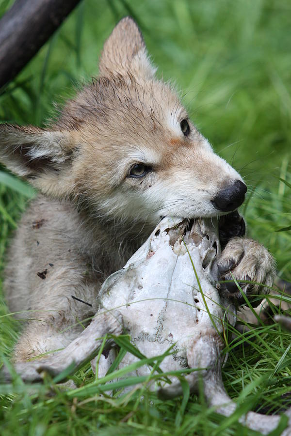 Gray Wolf Pup #2 Photograph by Amanda Stadther