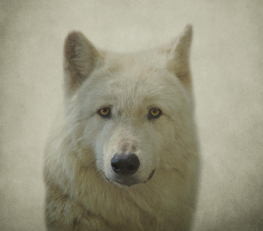 Gray Wolf #2 Photograph by Sandy Keeton