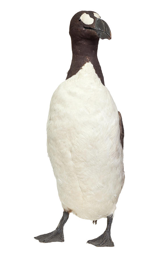 Great Auk Photograph by Natural History Museum, London | Fine Art America