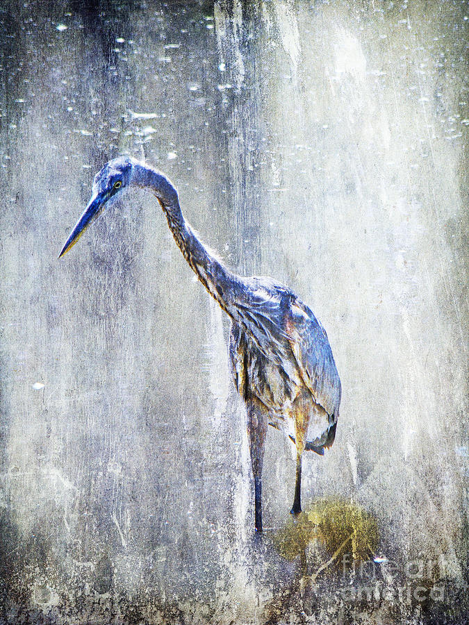 Great Blue Heron - Ardea herodias Photograph by Carol Senske