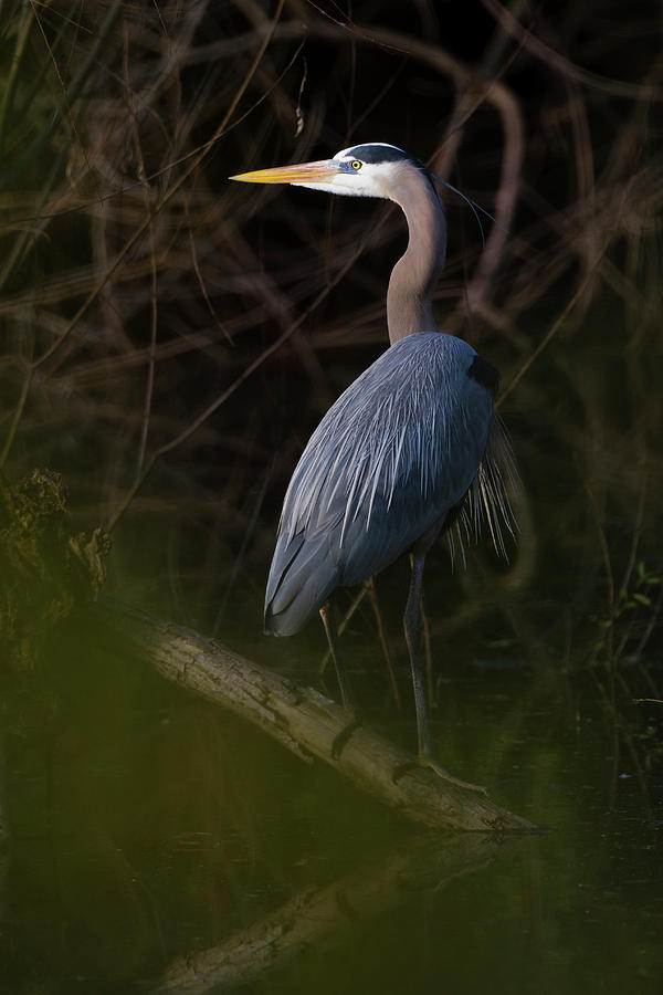 Great Blue Heron (ardea Herodias Photograph by Larry Ditto - Pixels