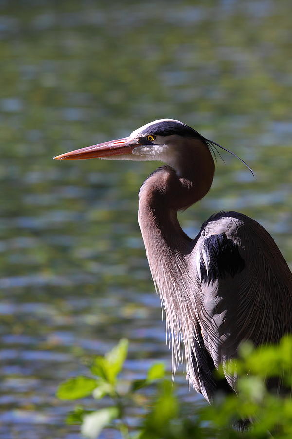 Great Blue Heron #2 Photograph by Bruce J Robinson