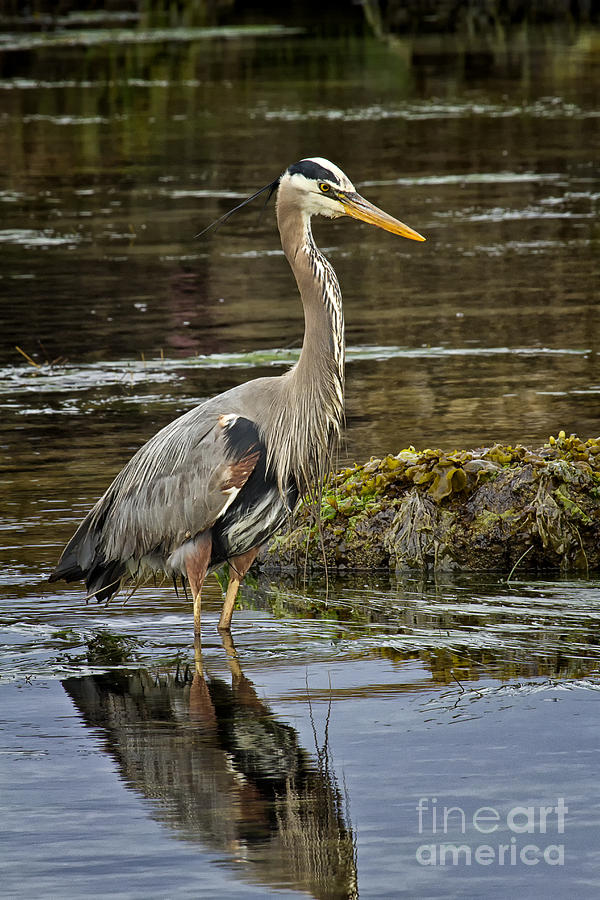 Great Blue Heron #2 Photograph by Carrie Cranwill