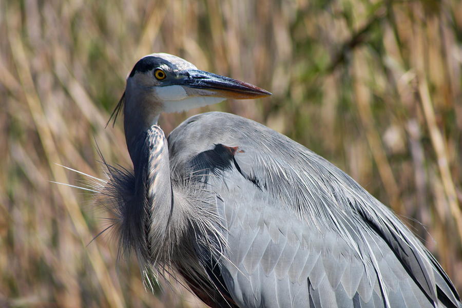 Great Blue Heron - Close up Photograph by Christiane Schulze Art And ...