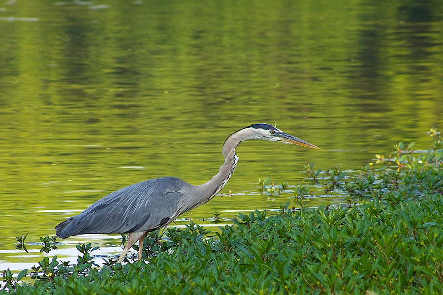 Great Blue Heron Photograph by Dan Ferrin - Pixels