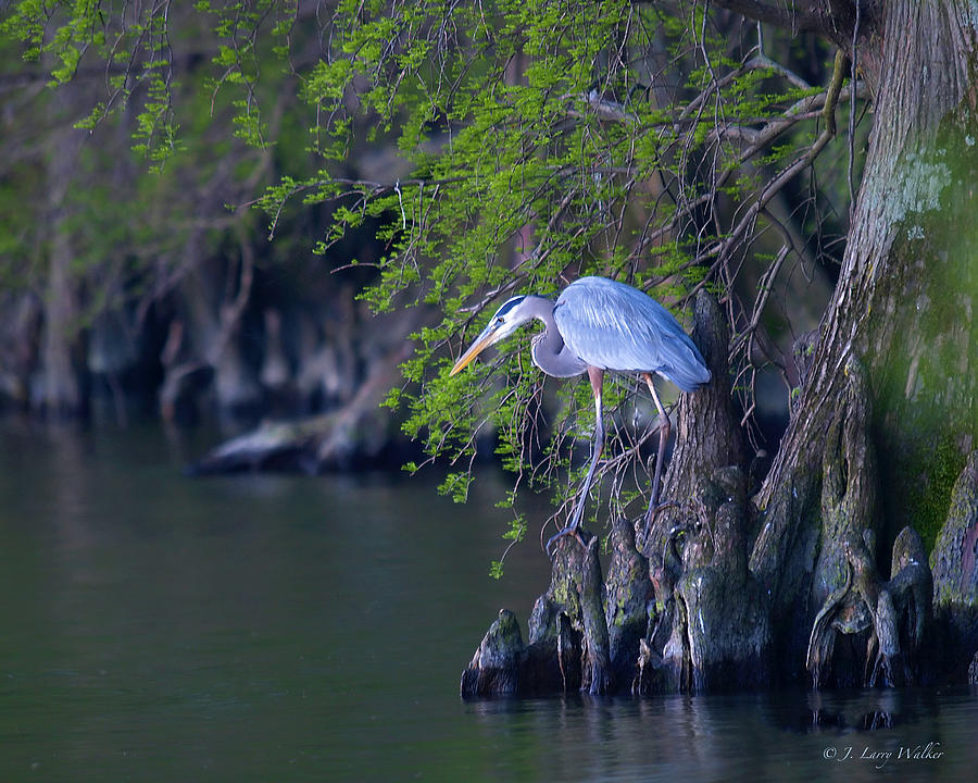 Great Blue Heron Fishing #2 Digital Art by J Larry Walker