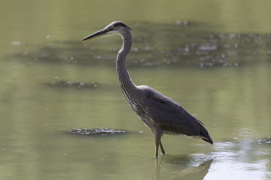Great Blue Heron fishing #2 Photograph by Josef Pittner