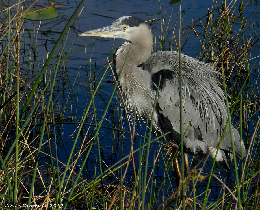 Great Blue Heron Photograph By Grace Dillon 