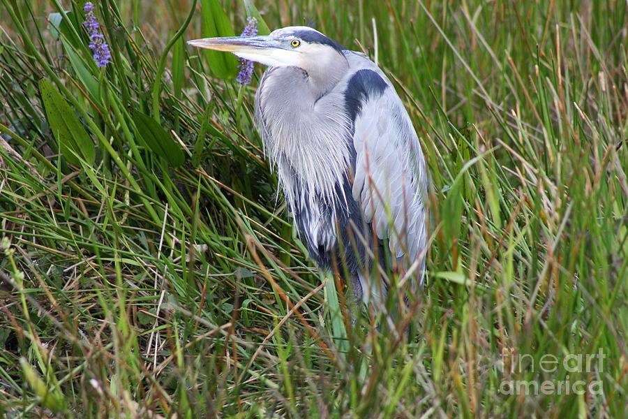 Heron Photograph - Great Blue Heron In The Everglades by Christiane Schulze Art And Photography
