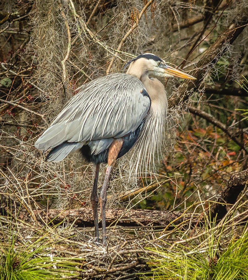 Great Blue Heron #2 Photograph by Jane Luxton