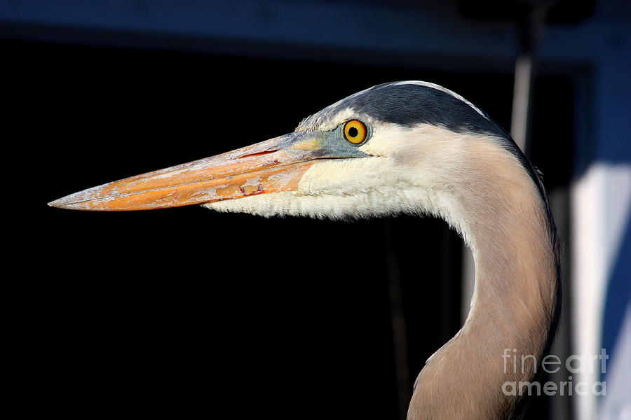 Great Blue Heron Profile #2 Photograph by Carol Groenen