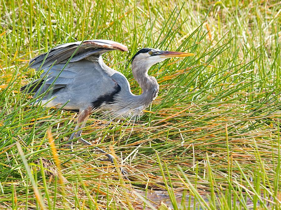 Great Blue Heron #2 Photograph by Rudy Umans